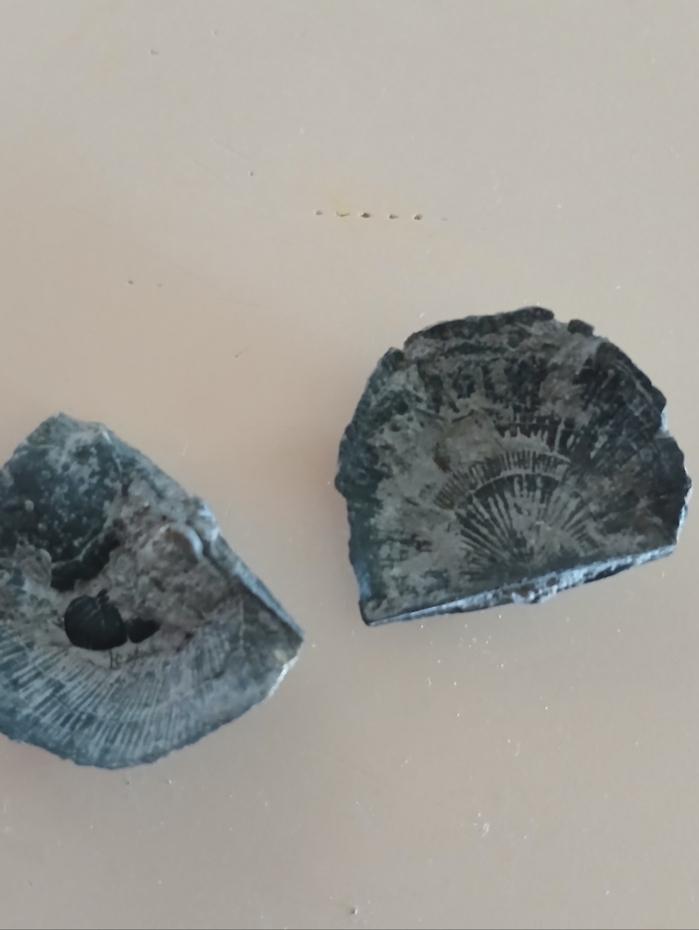 Fossil Collection - Picture 14 of 16
